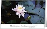 Water Lily Sympathy Card